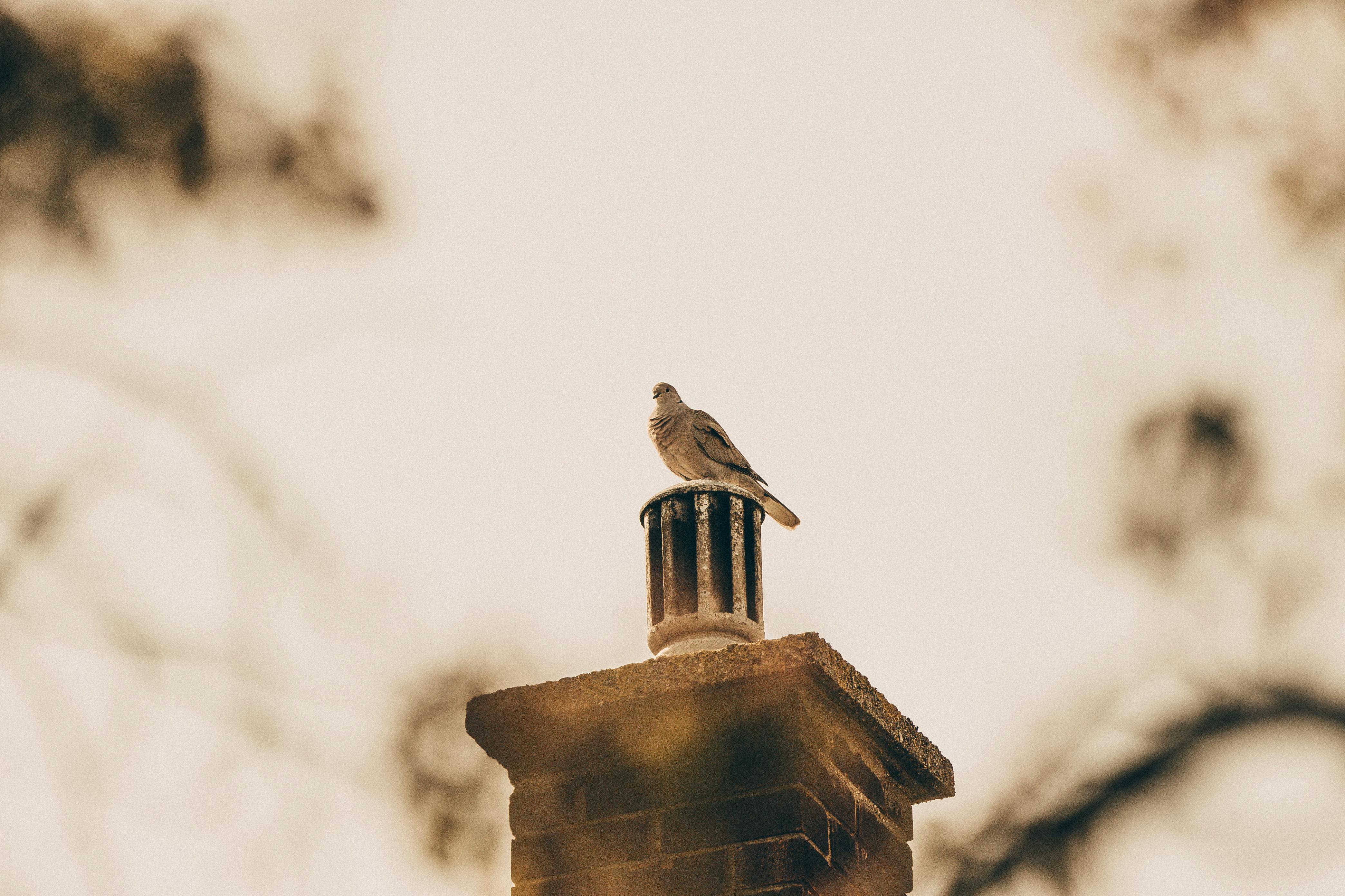 Professional Chimney Cap and Damper In Bel Air Maryland